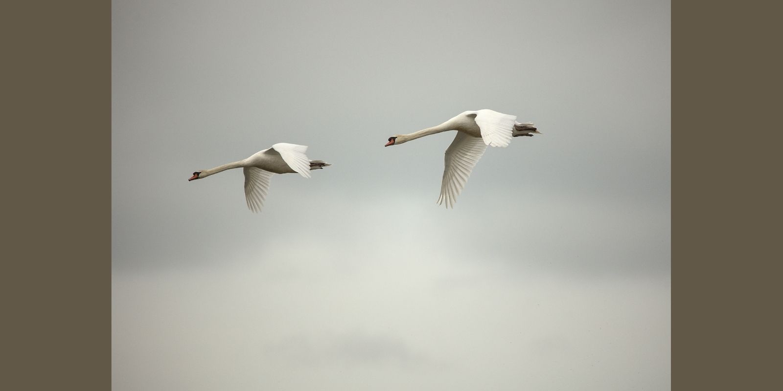 ZONES HUMIDES, SOURCES DE VIE ET DE BEAUTE